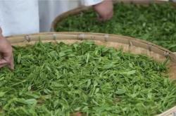 永州的茶叶品种