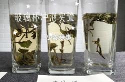 茶叶用玻璃杯泡好还是塑料杯好