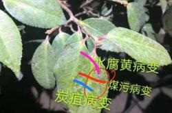 茶叶里红色的是什么