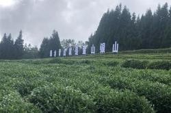 云南云鼎茶业