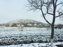 下雪对茶叶的味道的影响