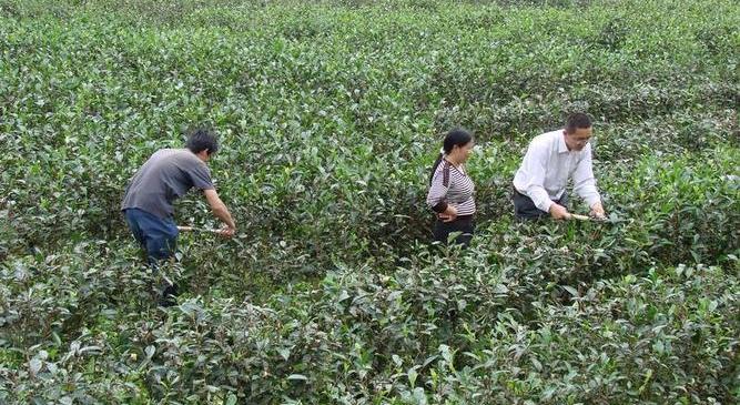 茶叶对中国乃至世界社会经济的影响