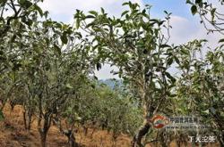 古树东方红是什么茶