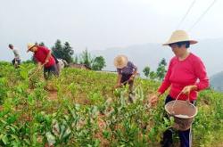 迎接茶叶开采大忙季