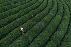 信阳采茶一日游