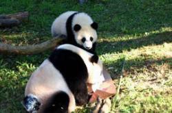 华盛顿国家动物园的熊猫新篇章迎接新生命的喜悦与挑战