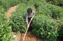 茶叶播种管理
