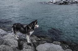 狗狗的姓名大揭秘，如何为爱犬挑选最合适的名字，展现你的心意与智慧