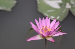 春光明媚，好天气属相大揭秘——以生活视角解读生肖与气候的奇妙联系