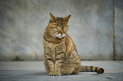 抓娃娃机现活体小猫，一场意外还是道德的挑战？