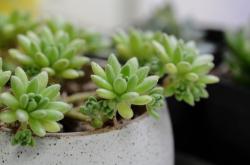 拥抱绿色生活，多肉植物的魅力与养护秘籍