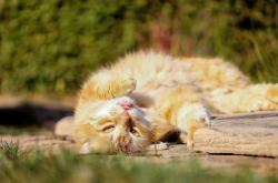 猫的百科资料大全，探索喵星人的世界