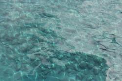 海洋瑰宝，探秘海水螺旋藻的神奇营养价值与可持续利用
