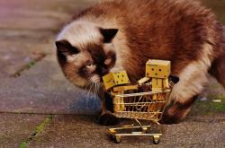 猫的百科全书，了解这些毛茸茸的朋友