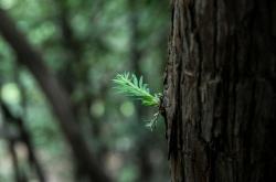 荠菜，自然的味道，健康的生活