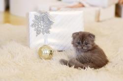 猫的奥秘，从毛茸茸的伙伴到科普资料大全