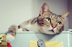 动物百科，深入了解猫的世界