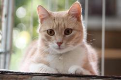猫的秘密生活，揭秘这些毛茸茸伙伴的奇妙世界