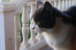 猫的百科知识，深入了解这些毛茸茸的朋友
