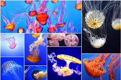 探索知识的海洋，Wiki维基百科中文版的深度解析