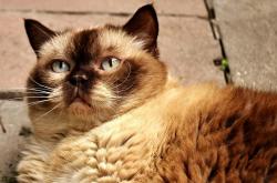 猫的世界，深入了解这些毛茸茸的朋友