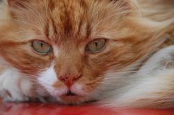 毛茸茸的神秘，猫的百科全书