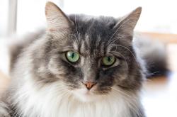 猫的世界，深入了解猫咪的种类与特性