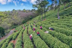 江苏茶叶产业概况