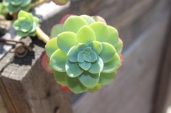 多肉植物秒懂百科大全，养护秘籍与品种鉴赏