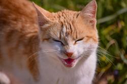 猫界百科，深入了解猫咪的世界