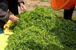 采摘茶叶的视频