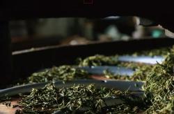 茶叶的色泽或制作工艺有哪些