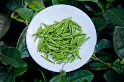 辽宁茶叶种植基地