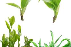茶叶一般多长时间过期