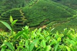 埃塞俄比亚茶叶产值怎么样