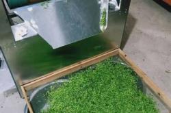 杀青茶叶