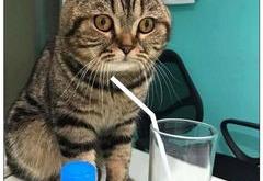 猫咪误喝洗衣水怎么办