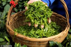 连云港茶文化