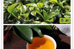 宋朝吃的什么茶