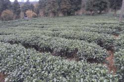 明前茶采茶技巧