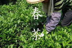 什么时候摘茶叶是最佳时期