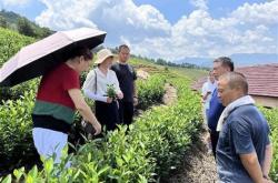 茶叶手工采摘和机械采摘区别