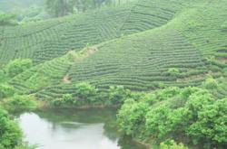 河南信阳茶叶怎么样