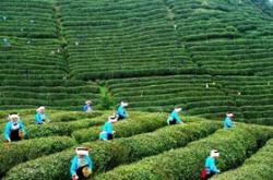 瑞泉茶品牌介绍