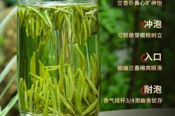 极品兰花草的特征