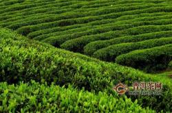 毛尖茶叶制作工艺流程