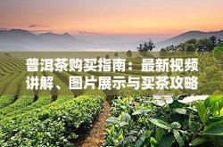 什么产地的茶叶好