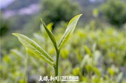 贵阳茶叶有哪些