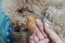狗能吃茶叶蛋黄吗