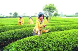 梦见采茶叶